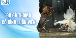 Khám Phá Đá Gà Thomo Có Bình Luận Viên Thú Vị Tại O8